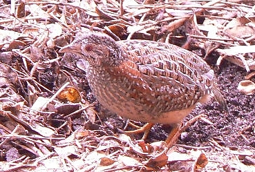 Quail scratching at Taylor's, July 2007