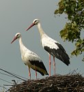 Nesting Storks