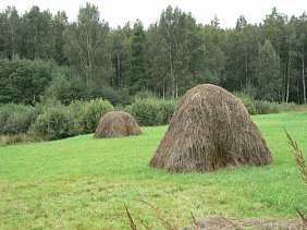 Hand Cut and Stacked Hay